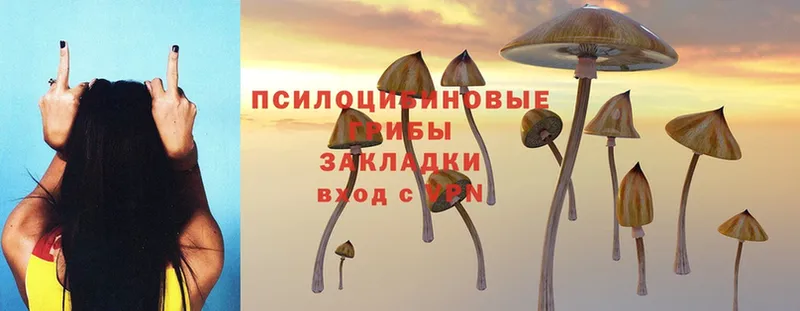 hydra сайт  Майкоп  Псилоцибиновые грибы Cubensis 